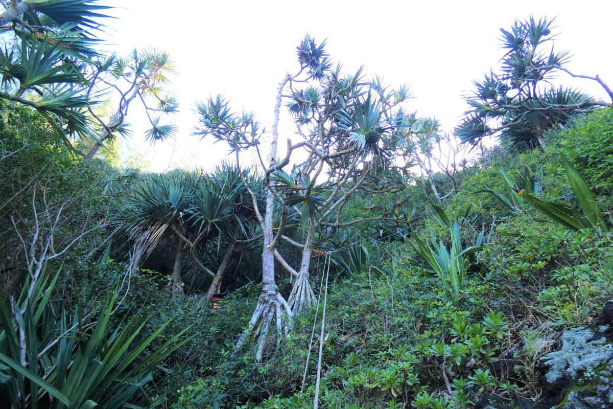 ProjetCREME's tweet image. Une mission #scientifique de #recherche des populations sauvages de #geckos verts de Manapany et d’#oiseaux marins dans des milieux très difficiles d’accès du Sud Sauvage a été réalisée avec succès en collaboration avec le #laboratoire @UMREntropie  de l'@Univ_Reunion !🦎🐦