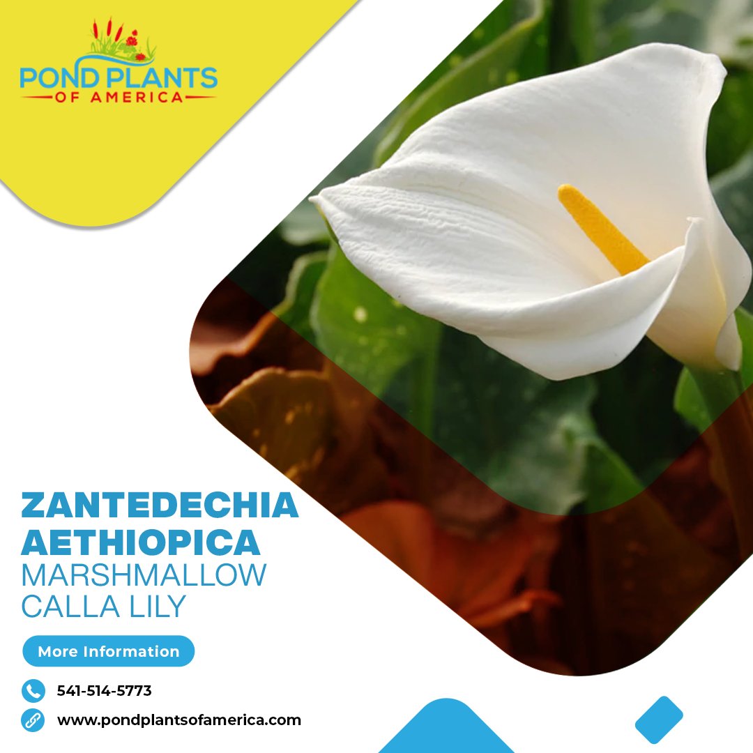 Grow Zantedechia Aethiopica 'Marshmallow' Calla Lily in the marsh area to add an exotic look to your pond. Click here to buy-
pondplantsofamerica.com/products/marsh…
#lily #waterlily #Lavender #lotus #aquaplants #aquaplantsonline #tropicalwaterlily