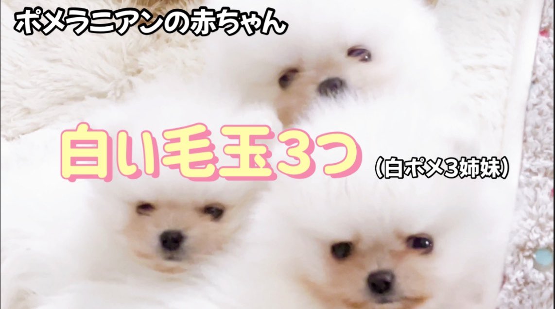 Twinklesnow犬舎 Twinklesnow Jp Twitter Twinklesnow犬舎 Twinklesnow Jp Twitter