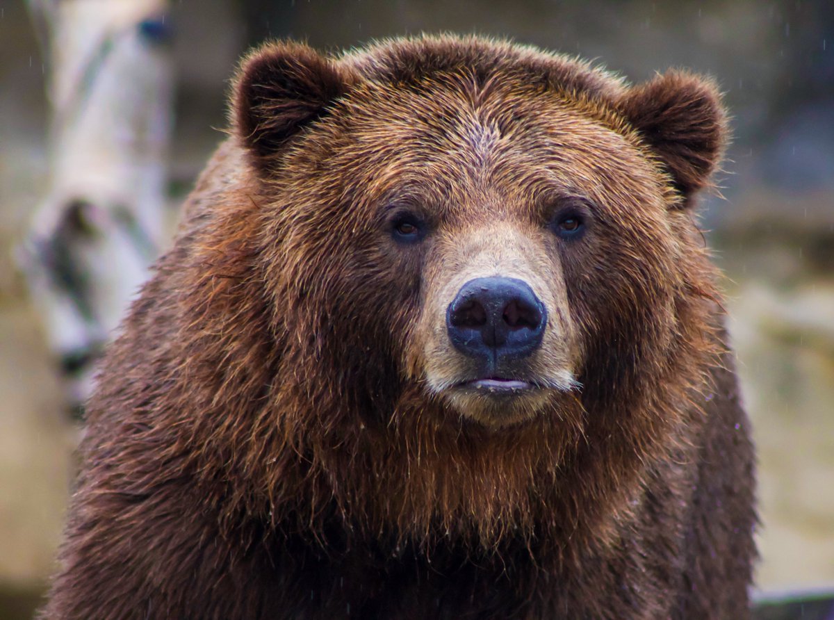 hipeac's tweet photo. Thanks so much to Jari Nurmi + @ITC_TampereUni for #CSWSpring22. We learned about the latest #IoT technologies, how #RISCV is expanding in Europe, and, most importantly, what to do if you see a brown bear. Next stop: #HiPEAC22, Budapest, 20-22 June
๐https://t.co/ETwniFfipS https://t.co/OBEtsQNxHC