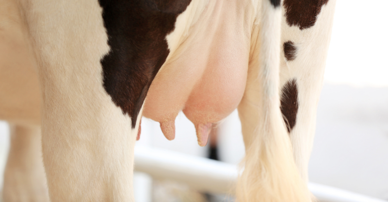 enNovillasEsp's tweet photo. El periodo seco brinda a la #ubre 🐄 el tiempo de recuperación para el siguiente periodo de producción láctea, pero durante las primeras semanas y las últimas antes del parto la ubre es especialmente sensible a nuevas infecciones 🦠
¿Cómo podemos prevenirlas? 👇
