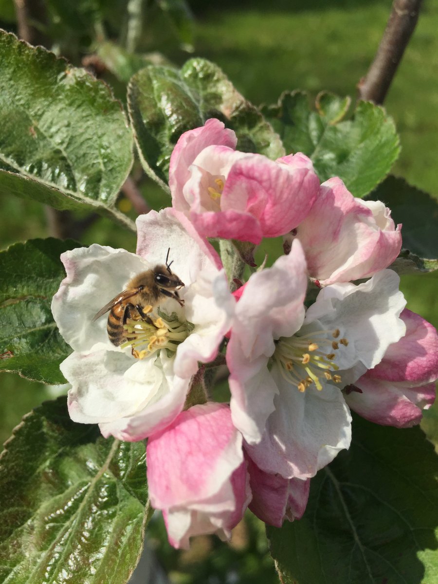 Bees & Trees🥰
What a wonderful start to #PTES #OrchardBlossomDay 

Pig Snout, Cornish Pine (yes, really tastes of Pineapples🍍) & James Grieves looking lovely. 

You can pre-order Heritage Fruit Scions now online. Link in Bio

#BlossomWatch #OrchardsEverywhere #Bees #trees