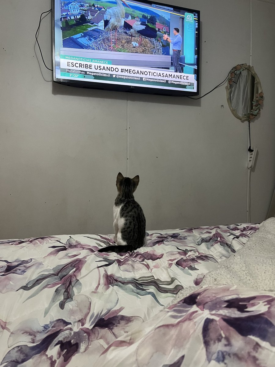 NataliaLobosRod's tweet photo. Buenos días #meganoticiasamanece despertando con Lily ! Al fin es viernes 🎉🎊 saludos a todo el equipo de #meganoticias amanece y obvio a la Tía mega ❤️ https://t.co/pmQv0OxMB9