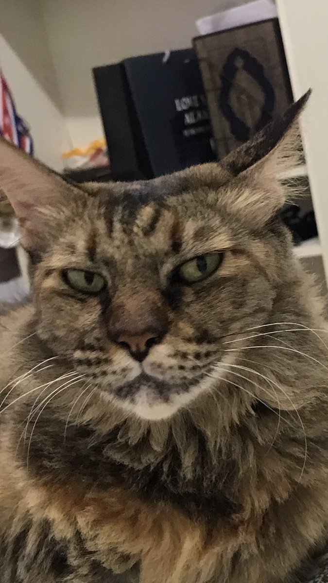 felinepotraits's tweet photo. References😽: https://t.co/vtPo3HuBMH