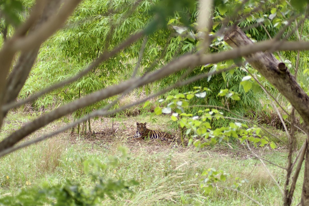 EdwinWiek's tweet image. From a small cage to a wilder environment. Susu came out for the first day and does not wish to go back inside.
