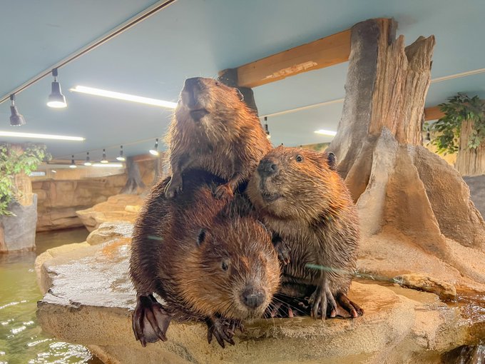 悩み続けるイレギュラー ボス さん の最近のツイート 24 Whotwi グラフィカルtwitter分析