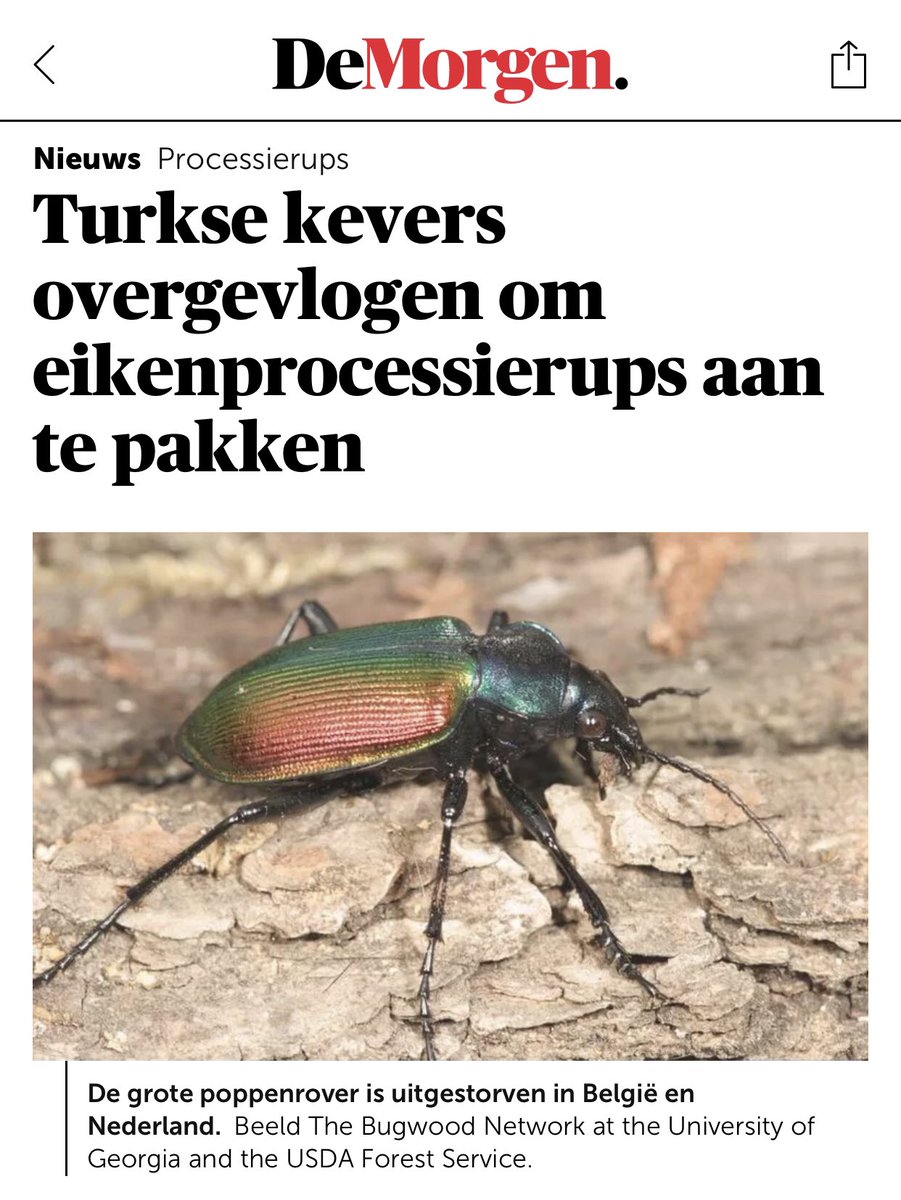 Abbie Chalgoum tweet media