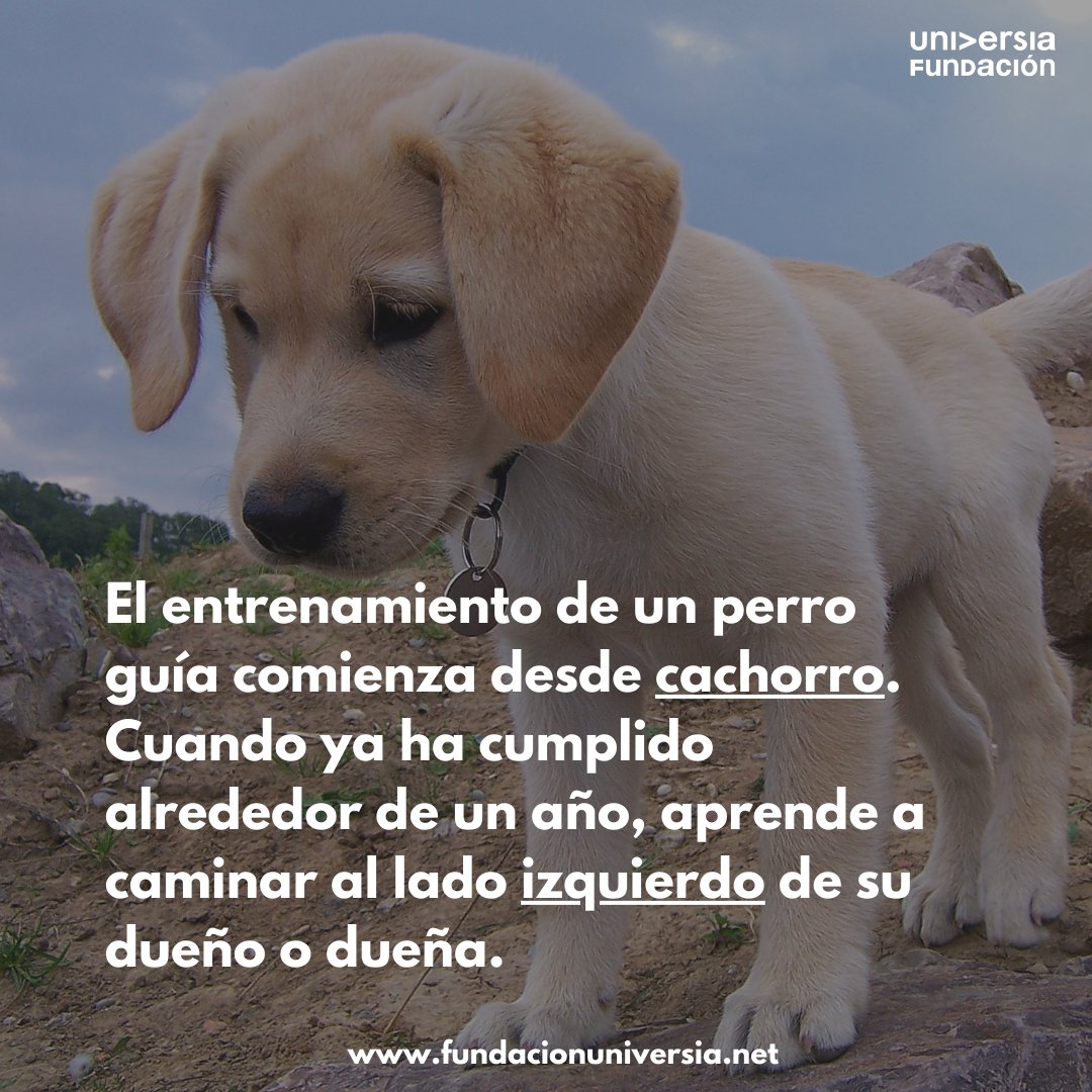 FUniversia's tweet photo. Conocemos al #perroguia en su semana más internacional. Estos nobles animales realizan una labor muy importante, aportando autonomía a las personas con #discapacidad🦮 https://t.co/2HRCp5NeHc