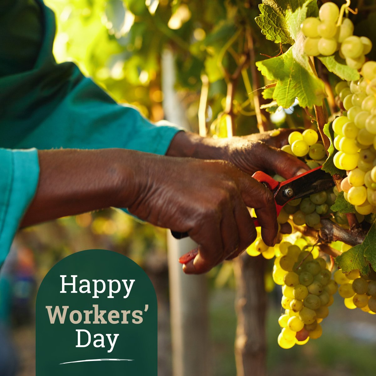 Happy Workers' Day 🥂 

#TheWineFarmer #DieWynBoer #HappyWorkersDay #SupportLocal
