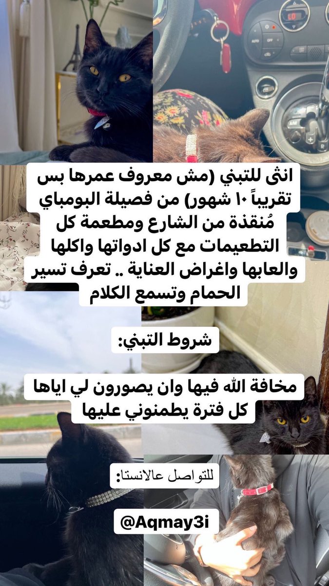 اللي يبا قطوة 
هاي قطوة طيبة وأليفة وماخذه كل تطعيماتها 
بس حد يتبناها لانها صاحبة القطوة فيها حساسية من القطوة. 🖤
مكان القطوة في أبوظبي #رتويت أذا ممكن 🙏🏼