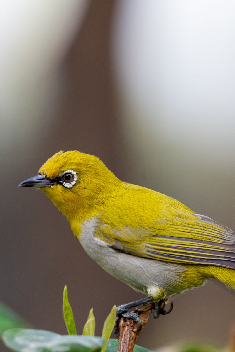 Eye contact says more than any words can say ! Return to work !