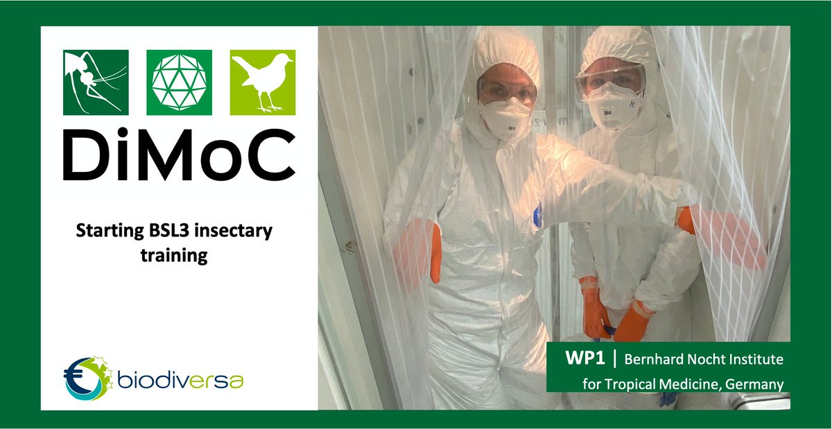 DiMoC (@dimoc11) on Twitter photo The training in biosafety level 3 insectary recently started for #DIMOC partners at @BNITM_de. Ready to take off for further vector competence studies of #Aedesalbopictus and Culex pipiens funded by <a href="/BiodivERsA3/">BiodivERsA3</a>. The training in biosafety level 3 insectary recently started for #DIMOC partners at @BNITM_de. Ready to take off for further vector competence studies of #Aedesalbopictus and Culex pipiens funded by <a href="/BiodivERsA3/">BiodivERsA3</a>.