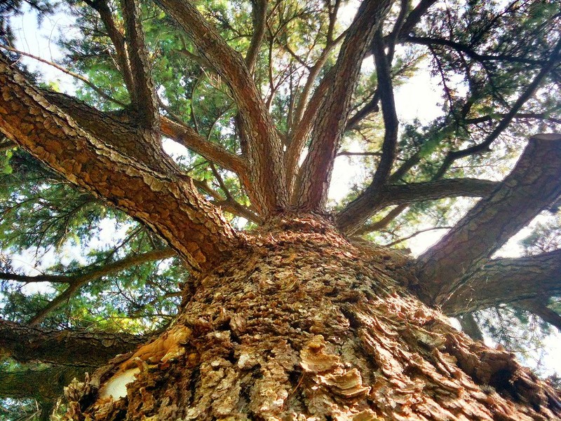 It's an #ArborDay celebration on Day 29 of #FillingtheWell. #Poems by Jennifer Clement and Henry Cuyler Bunner paired with "Speaking With #Trees" by @ToriAmos. michellehbarnes.blogspot.com/2022/04/fillin… #TodaysLittleDitty #NationalPoetryMonth #music #poetry #inspiration #PocketPoem #PoetryFriday