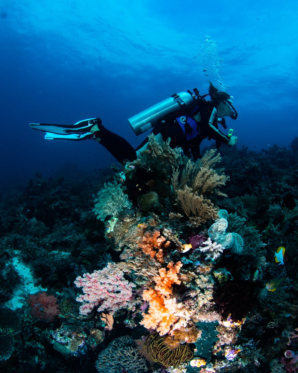 By understanding what lies beneath the waves, and its health, we can begin to value and conserve it. 💙

In Timor-Leste our work has included reef monitoring surveys aimed at understanding the state of reefs and collecting data to inform management plans.

📸: Greg Duncan