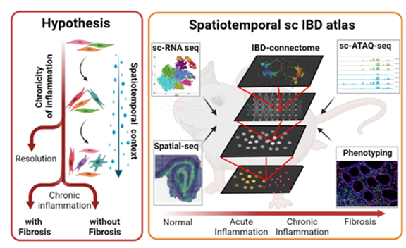 👏Congratulations to <a href="/BSRC_Fleming/">Biomedical Sciences Research Center Al. Fleming</a> Researcher George Kollias <a href="/KolliasLab/">George Kollias</a>, for his 2nd #ERCAdG Advanced Grant! <a href="/ERC_Research/">European Research Council (ERC)</a> !!!
👉fleming.gr/impact/fleming…
erc.europa.eu/news/erc-2021-…