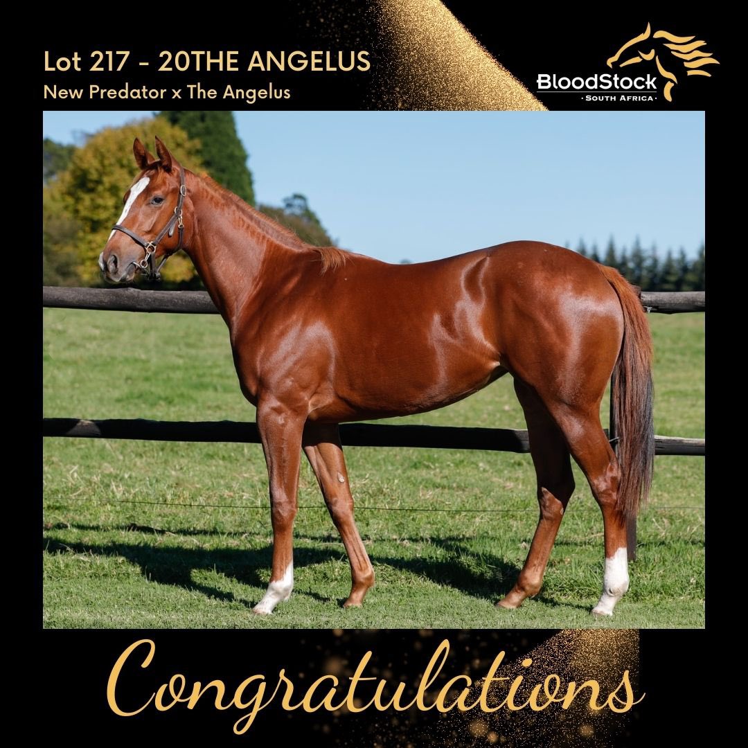 plaffertyracing's tweet photo. Lovely filly by New Predator https://t.co/XvcNHSCuFb