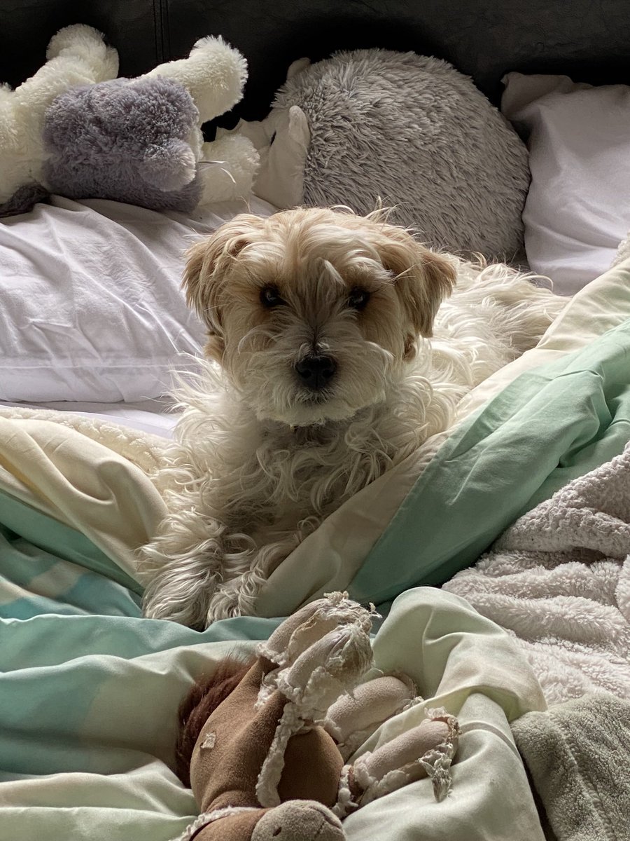 Nicki8880's tweet photo. @WilsontheRetri1 I was just trying to get some rest -Derby https://t.co/bRBHCQRQsn