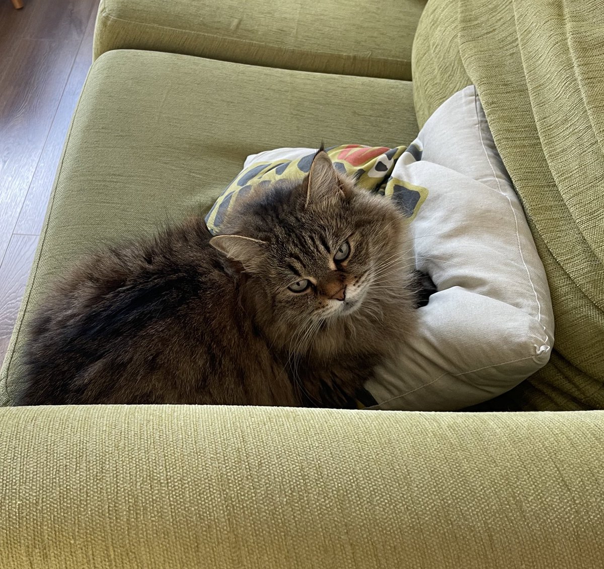 Gwenthebabber's tweet photo. Not moving. Sit somewhere else. https://t.co/knnD8yGxES