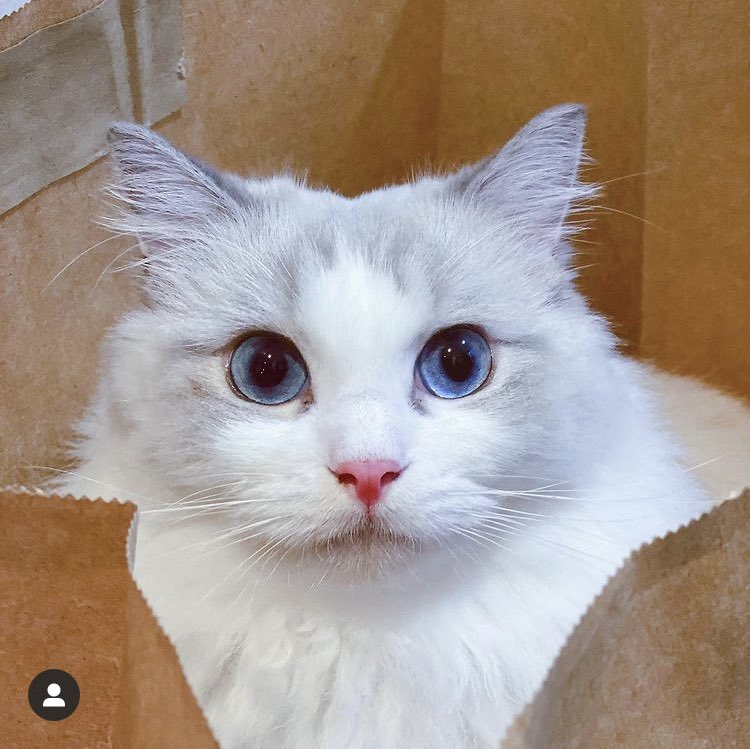 CatcationNft's tweet photo. Hey Catizen! Join us and let’s build our unique cat lover club together.
#SneakPeek #cat #NFT #Catcation #staycation #cat #straycat #catlover #NFTcollections #NFTCommunity #NFTdrop #NFTGiveaway #nftart #NFTartists #DAO #nftart #Crypto #Blockchain #ETH #Ethereum #cryptocurrencies https://t.co/TPNmvwuZ0W