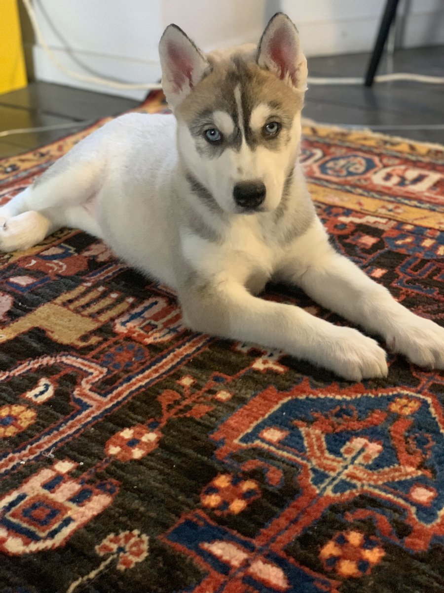 NFAfromKermit's tweet photo. @GaryLineker Blue eye gang checking in! Nae Nae, 9 weeks 💪 https://t.co/sl5Yte3a9w