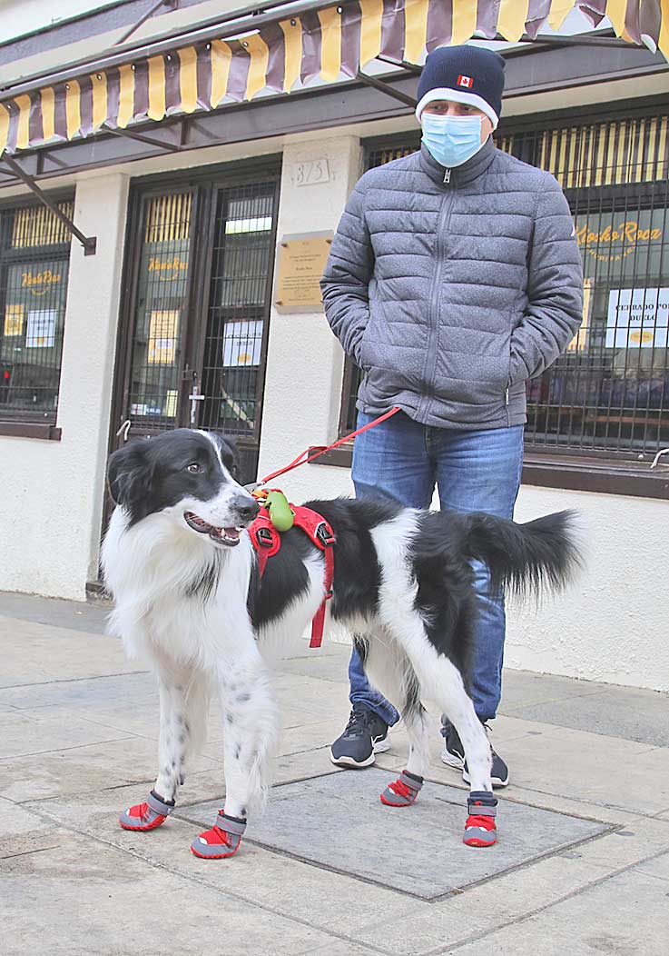 Perro con zapatos - laprensaaustral.cl/2022/04/29/per…