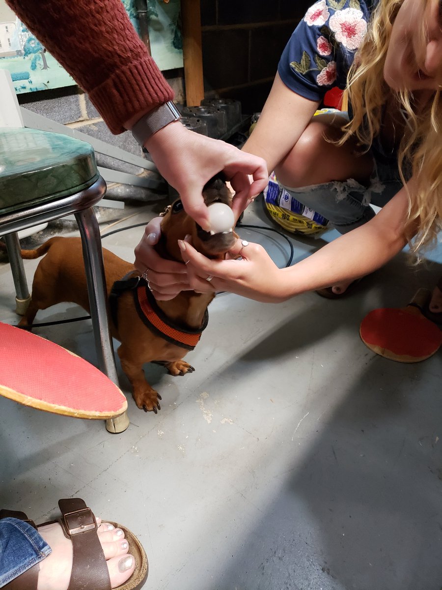 AkSedai606's tweet photo. But it's mine!!
#sausagedogproblems #Dachshunds https://t.co/hQAL9kmd6T