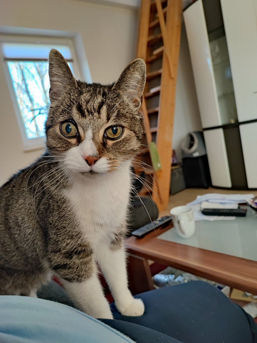 Sir Thomas Glubsch von Kuschelwuschel 😺 tweet media