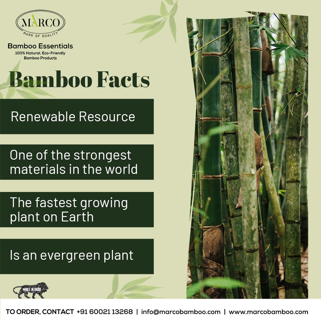 15 fun facts about bamboo – Miik