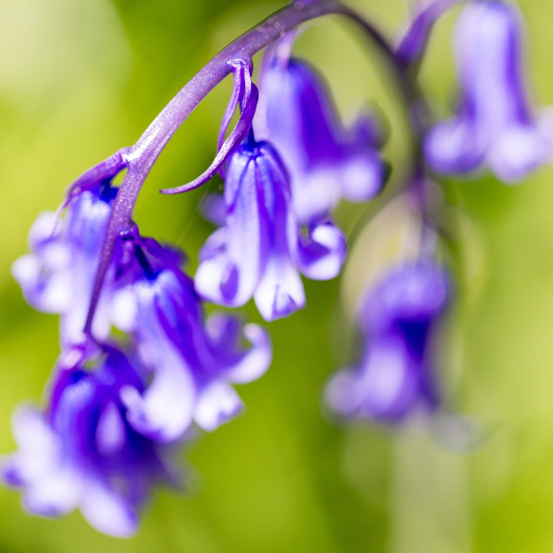 SouthDownsWater's tweet photo. Beautiful bluebells to brighten your Friday๐ท
We love when Slindon woods is a burst of colour with a carpet of beautiful #bluebells. This is definitely one of our favourite spots along the #SouthDowns.
๐ #Slindon, #WestSussex https://t.co/Svx8jkZrQN