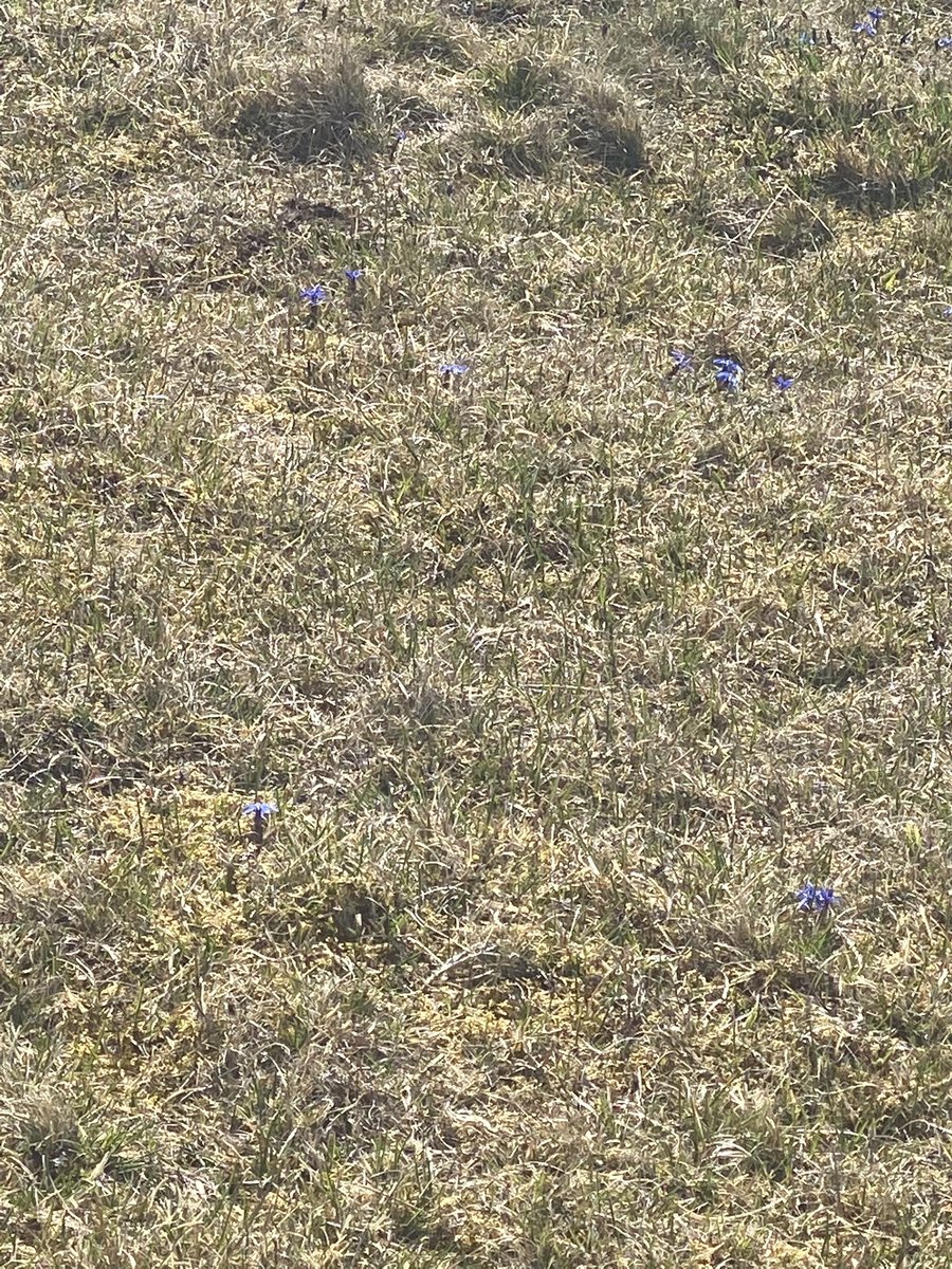 lynnslabs's tweet photo. Productive morning #FridayFeeling a lovely day to look at the Spring Gentian’s . #teesdale #springtime https://t.co/9BbiHutsbs