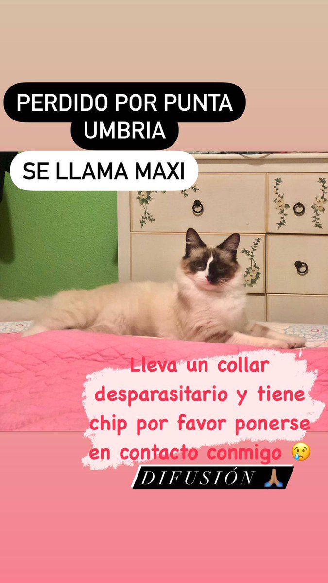 PoliciaPunta's tweet photo. #AnimalesPerdidos

🔴 Se ha perdido este gato, llamado Maxi. Lleva un collar y tiene chip. Su familia lo está buscando.

Comparte‼️

#PuntaUmbría 
#PolicíaPunta 
#PolicíaLocal https://t.co/pRAMYc6yUL