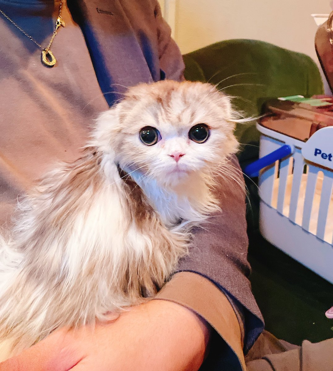 ねこちゃん💓かわいかった💓