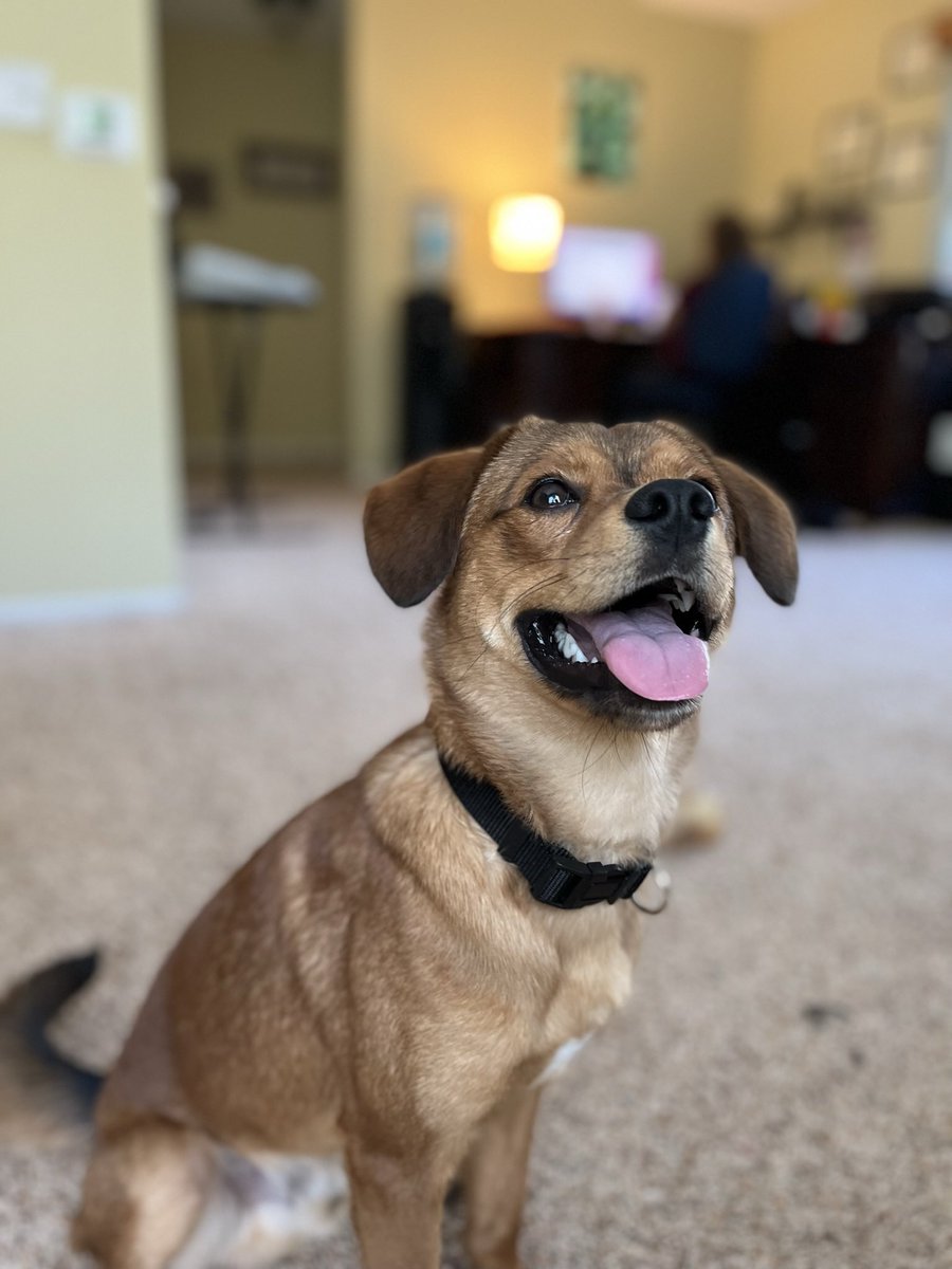 iSpidey__'s tweet photo. just wanted to update y’all!! still talking about a return to youtube, but we updated her ring, my puppy has gotten huge, and i’m half way done writing my first book!! miss the internet life 🥺 but i’ll return. (i still play mc and ow) https://t.co/0vb2sCDRNG