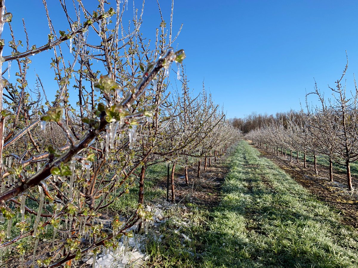 Frost protection in the apples last night #norfolkcounty