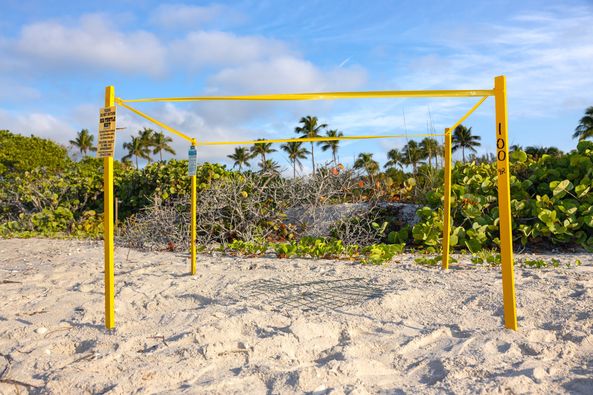 SundialResort's tweet image. Turtle Season began April 15th and we already have our first nest on the island! Check our latest blog post for details on the nest and to learn about nesting season on Sanibel. #sanibelisland #seaturtlenesting (pics @SCCF_SWFL  @shaneantalickphotography)
sundialresort.com/blog/2022-sea-…