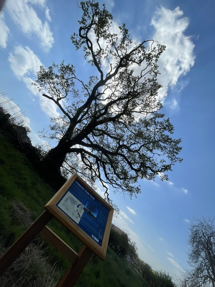 chalkybennett81's tweet photo. Nice to be doing something different for tree preservation. @FPCRltd @shelleysignsltd @ArbAssociation #trees #veteran #conservation https://t.co/6z8DYI27o3