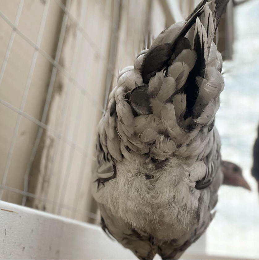 MeyerHatchery's tweet photo. Happy Fluffy Butt Friday!

📸: @thefeatheredtrio

#reshare #customerphoto #fluffybuttfriday #fluffybutt #chickens #backyardchickens #chickensofinstagram #freerangechickens #repost #meyerhatchery https://t.co/MPF76uxjrK