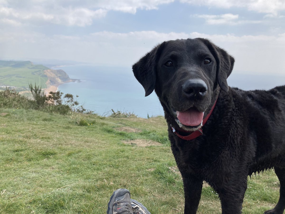 fiperry86's tweet image. Lunch stop at the Top of the World …..ok Dorset !! Golden Cap @andyperry86 and Freddie #staybreak #Dorset #goldencap #jurassiccoast