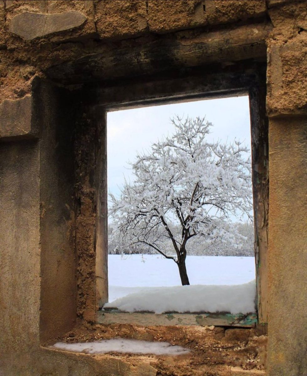 A story of four seasons, a window and a tree. Iran