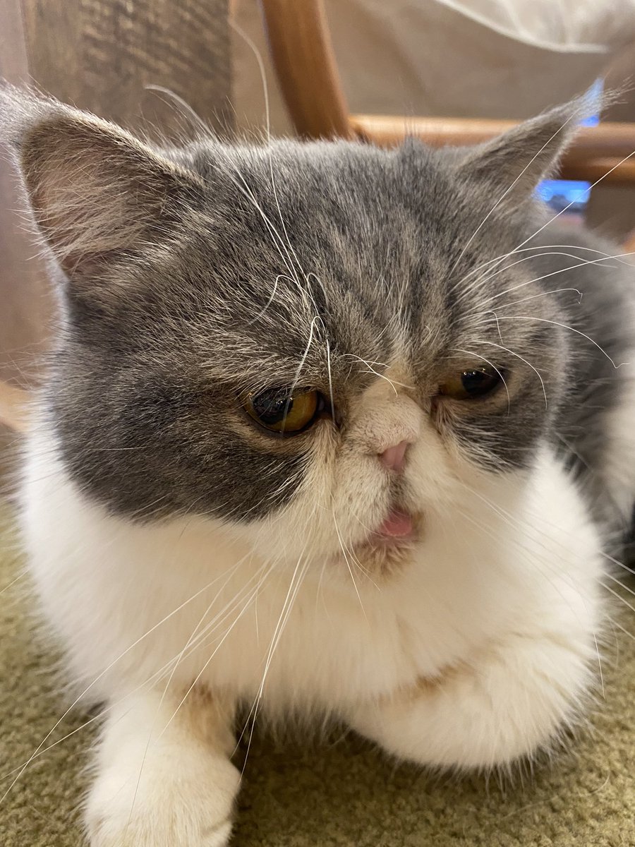 kana6500's tweet photo. 人生初猫カフェ最高だった… https://t.co/GeZ5z99sUk