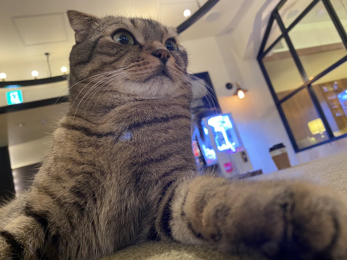 kana6500's tweet photo. 人生初猫カフェ最高だった… https://t.co/GeZ5z99sUk