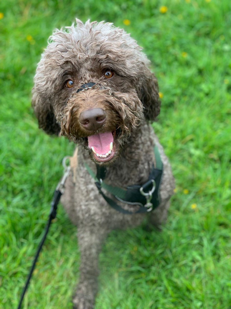 Samantha Brown tweet media