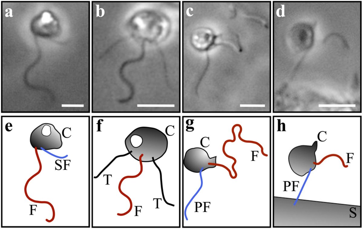 New paper out on the feeding strategies of flagellates, and how they overcome the impeding effect of viscosity. tinyurl.com/y586pdpk

Read the paper here: doi.org/10.1002/lno.12…  

 <a href="/Thomaskiorboe/">Thomas Kiørboe</a>