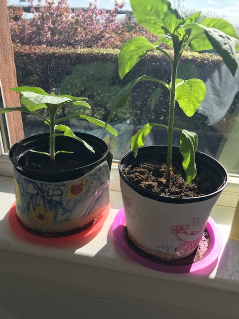 gavinburnps's tweet image. P3 Pupil looking after his sunflowers 🌻💙💛#gavinburnflowers #dniprokids