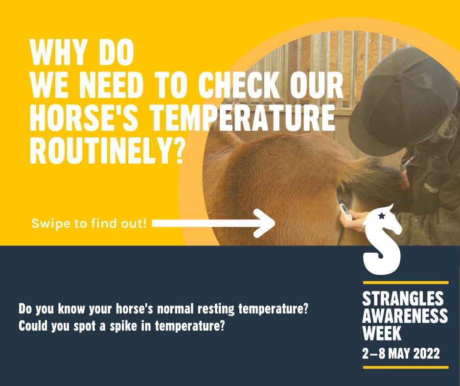 StranglesWeek's tweet image. 💛 Record your horse's resting temperature daily for a week
💛 Discover your horse's average health temperature
💛 Learn how to spot fever in your horse
💛 Enter our FREE prize draw (Ts &amp;amp; Cs apply)
#TempCheckChallenge #SAW2022 
Find out more 👉 redwings.org.uk/tempchecker