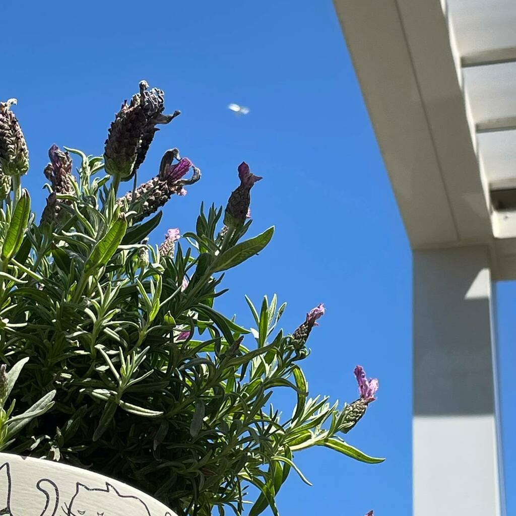 bastet's tweet image. Decollo e lavanda
#bastetroof instagr.am/p/Cc70tfzsefP/