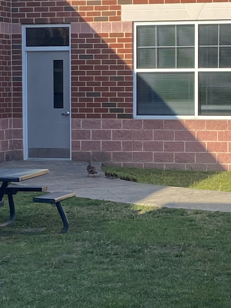 BSTElementary's tweet photo. Rosie the mama duck is back with her new sweet ducklings! 🦆#alwaysOURbest #springishere #mamaduck #BST https://t.co/ADSBW4yKsc