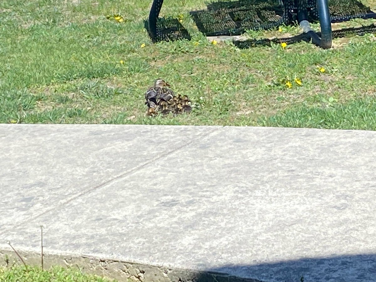 BSTElementary's tweet photo. Rosie the mama duck is back with her new sweet ducklings! 🦆#alwaysOURbest #springishere #mamaduck #BST https://t.co/ADSBW4yKsc