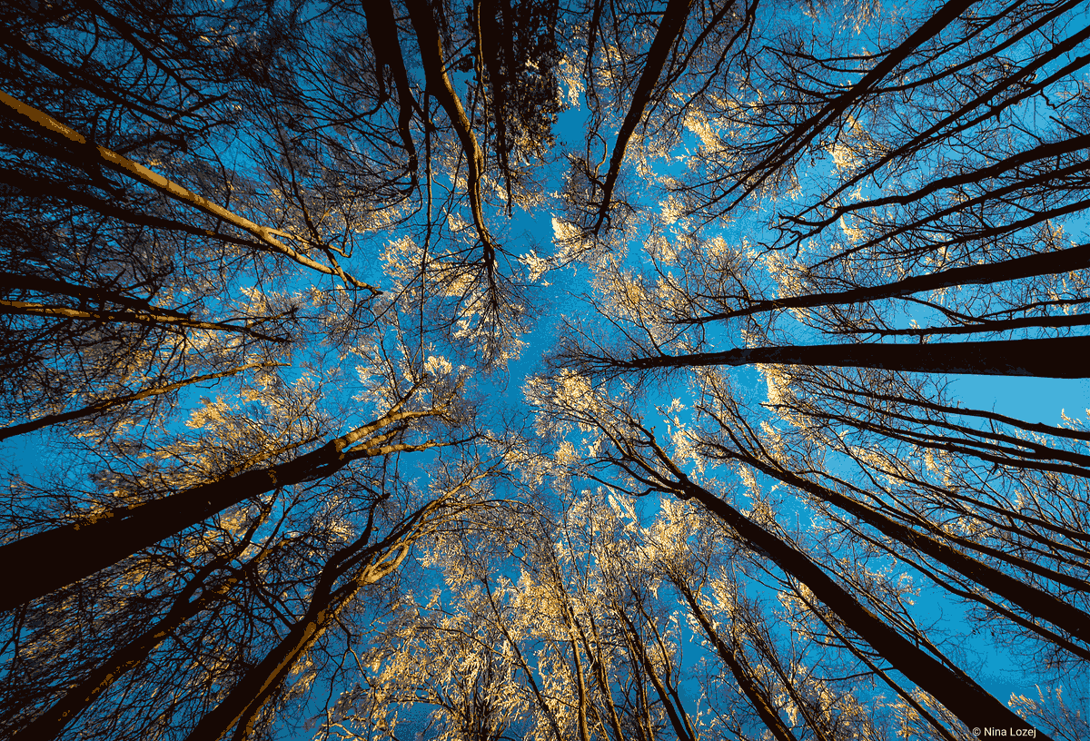 alpconv's tweet photo. π²β°οΈ How do we #Sustainably & effectively manage #MountainForests? How are forests responding to #ClimateChange?
π‘ Find out on 2 May (6-7pm KST) during the @BMLRT_at event on the protective functions
of #Forests in a changing climate! @WFCKorea
βΉοΈ https://t.co/HNekxxqufg https://t.co/5JHcY0aPy3