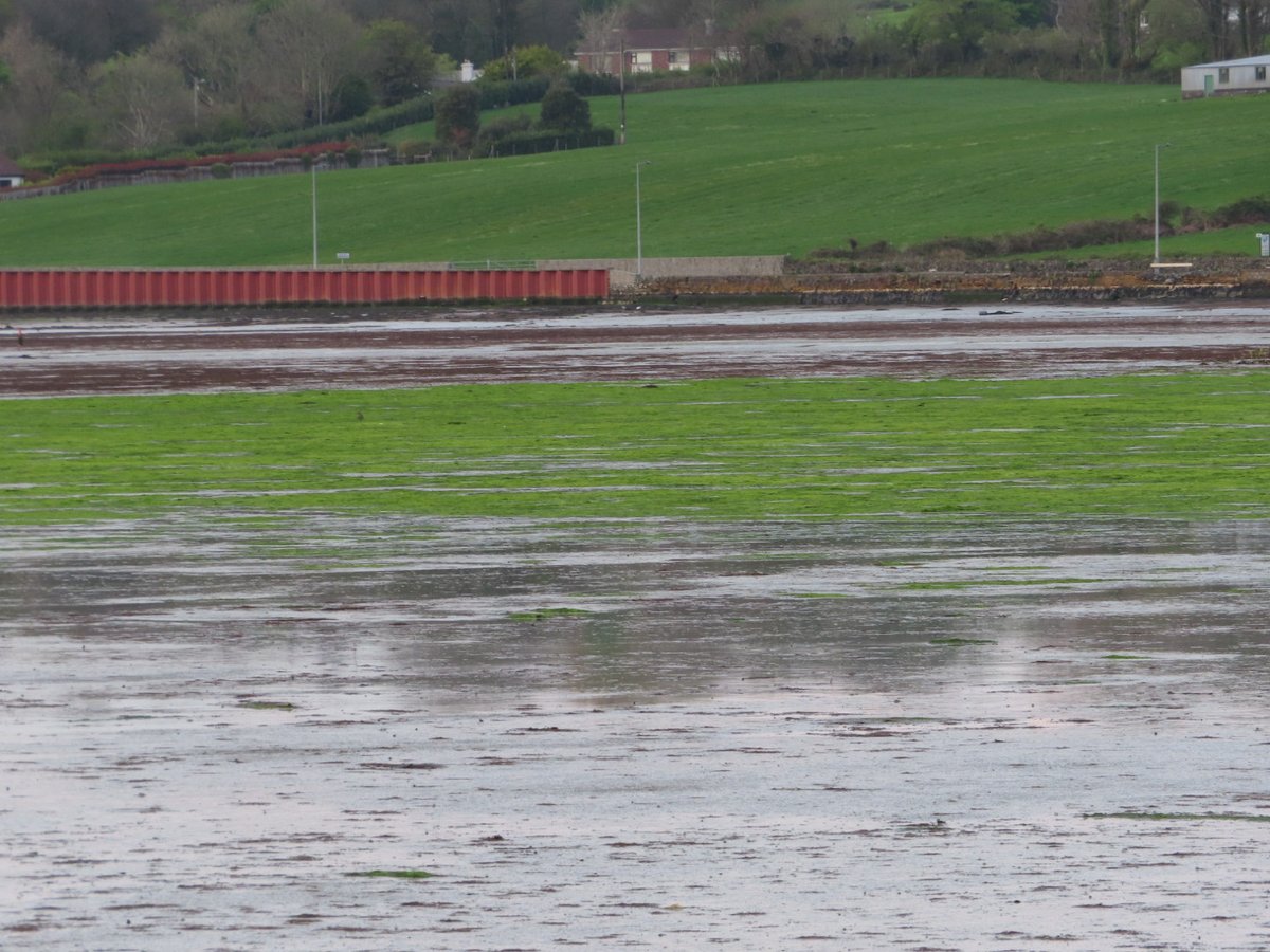 We haven't seen this level of eutrophication in Clonakilty Bay this early in the year before. What is going on & what is being done about it? @Corkcoco @EPACatchments @COSullivanTD @coastwatch_ire @Wilkesrobert @IrishWater @KOSullivanIT @npwsBioData @noonan_malcolm @BBKelpForest